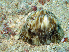 Pleuractis moluccensis