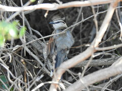 Tchagra australis