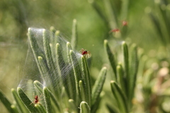Allagelena gracilens