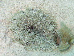 Heteractis aurora