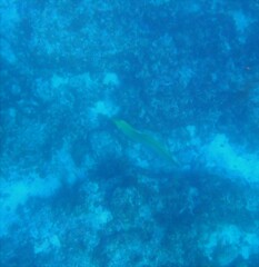 Gymnothorax funebris