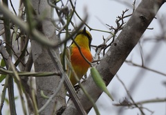 Telophorus sulfureopectus