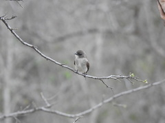Prodotiscus regulus