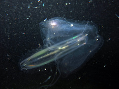 Leucothea multicornis