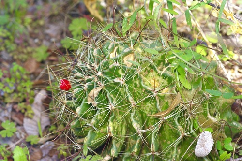 Thelocactus setispinus