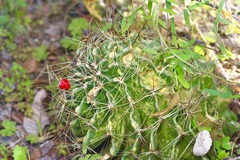 Hamatocactus setispinus