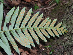 Polypodium cambricum