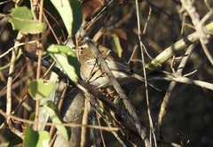 Cercotrichas leucophrys