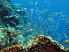 Macrorhynchia philippina