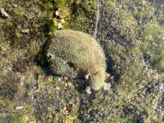 Dolabrifera nicaraguana