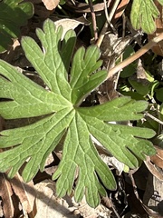 Geranium dissectum