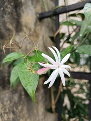 Jasminum dichotomum
