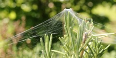 Allagelena gracilens