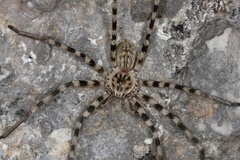 Eusparassus