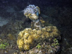 Phyllodiscus semoni