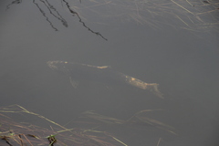 Oncorhynchus kisutch