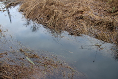 Oncorhynchus kisutch