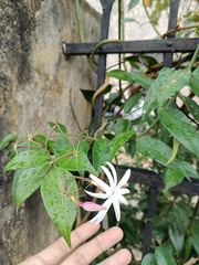 Jasminum dichotomum