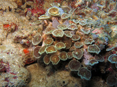 Palythoa