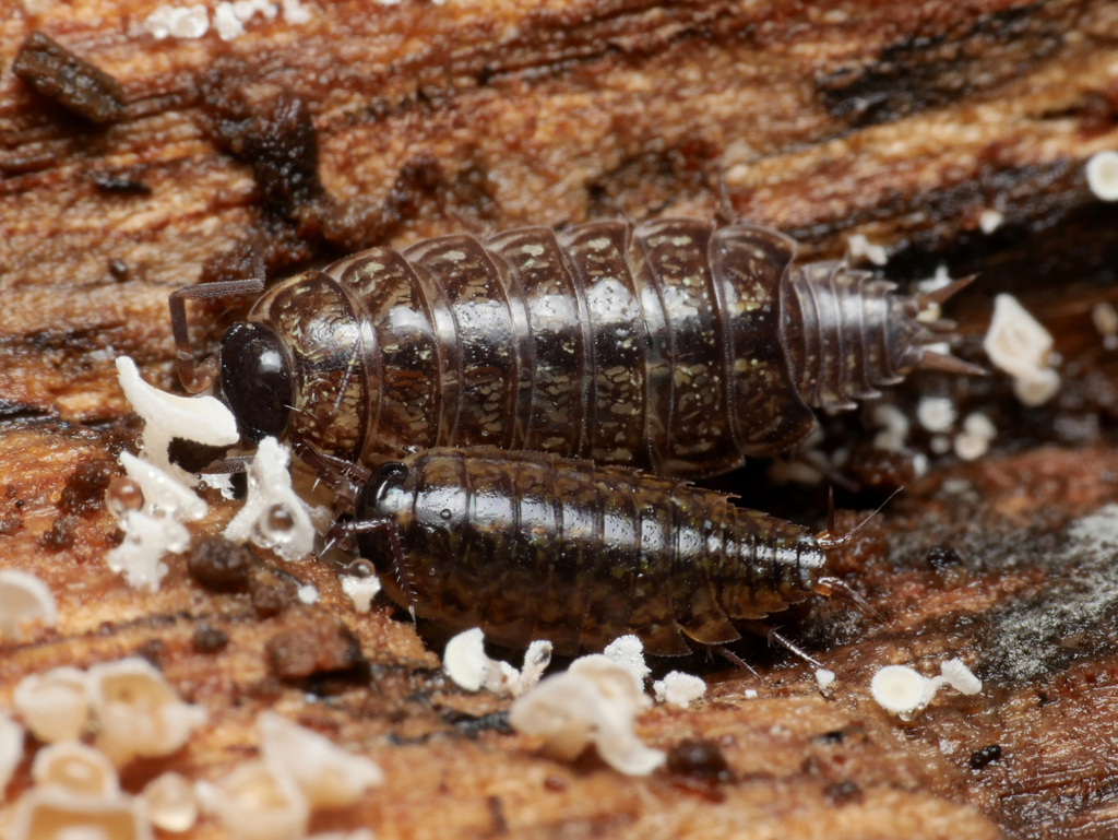 Woodlouse