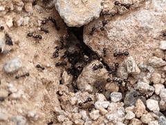 Veromessor pergandei