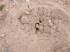 Veromessor pergandei