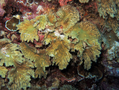 Sinularia brassica