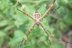 Argiope argentata