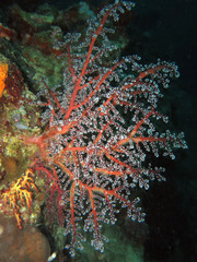 Siphonogorgia godeffroyi