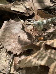 Leiobunum ventricosum