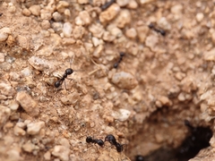 Veromessor pergandei