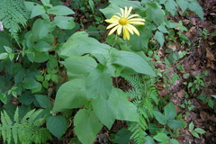 Doronicum austriacum
