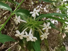 Zabelia triflora