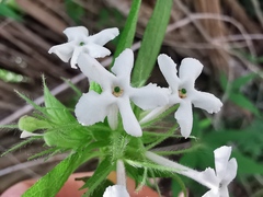 Zabelia triflora