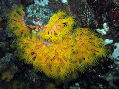 Tubastraea