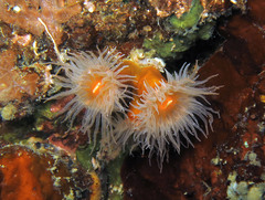 Tubastraea