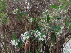 Zabelia triflora