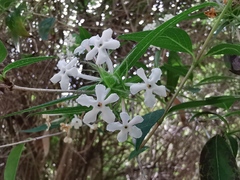 Zabelia triflora