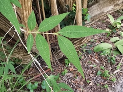 Zabelia triflora