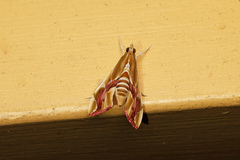 Agathodes ostentalis