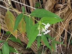 Zabelia triflora