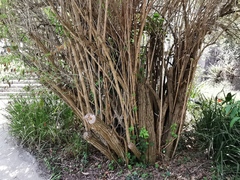 Zabelia triflora