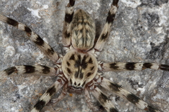 Eusparassus