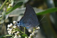 Pseudolycaena