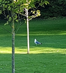Larus fuscus
