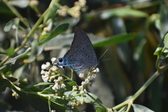 Pseudolycaena