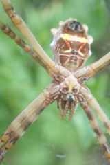 Argiope argentata
