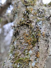 Trentepohlia