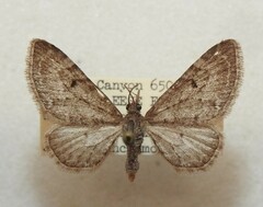 Eupithecia nabokovi