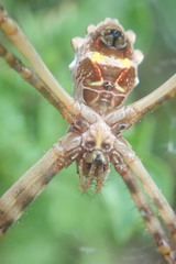 Argiope argentata
